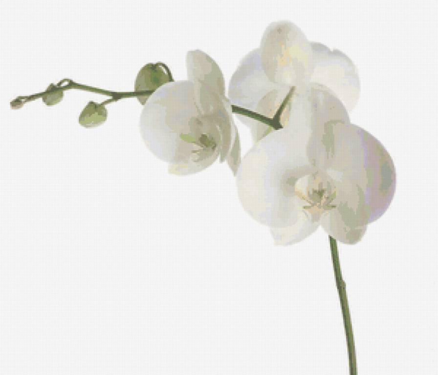 серия Цветы - природа - предпросмотр