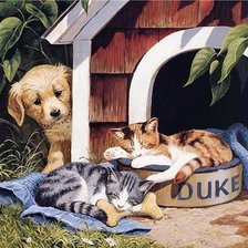 Схема вышивки «"Наглость" =)»