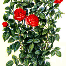 Схема вышивки «481»