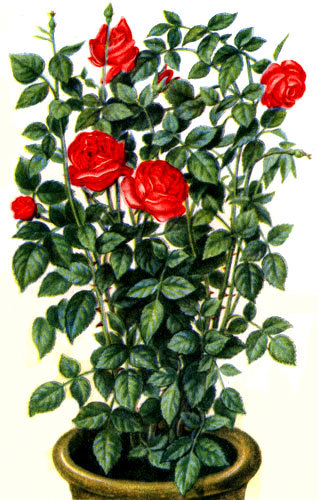 482 - цветы - оригинал