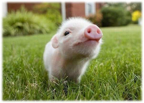 поросенок - поросенок - оригинал