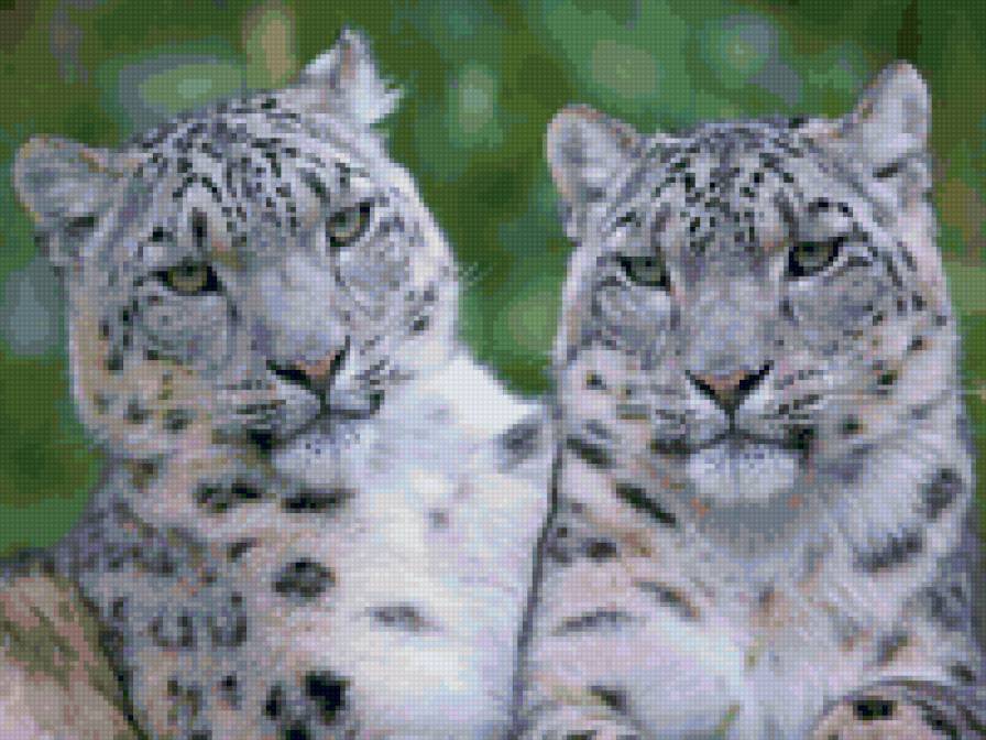 Барсы - кошки, животные, барсы, природа - предпросмотр