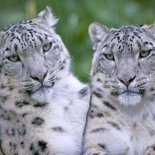 Схема вышивки «Барсы»