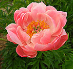 красивый цветочек - оригинал