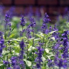 Схема вышивки «№52999»