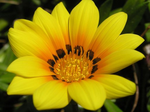 Жёлтый цветок макро - оригинал