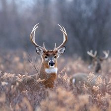 Схема вышивки «Белохвостый (виргинский) олень»