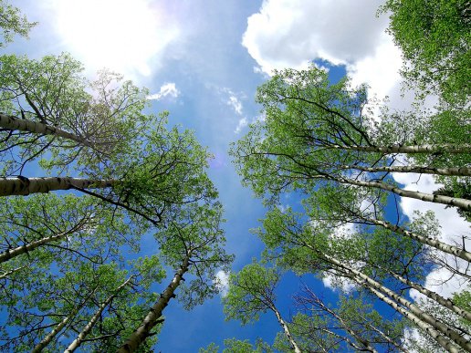 Деревья в Теллуриде, штат Колорадо - оригинал