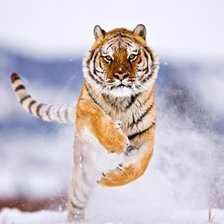 Уссурийский (дальневосточный) тигр