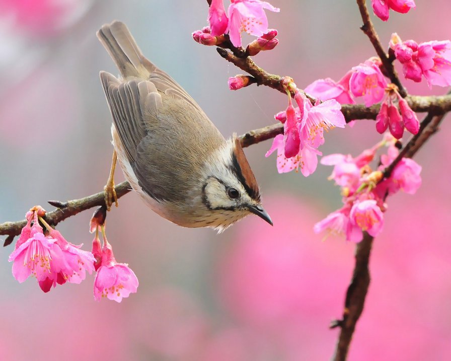 №53316 - оригинал