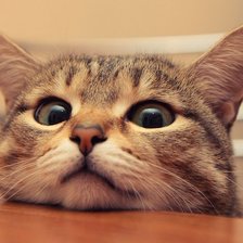 Схема вышивки «№53318»