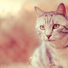 Схема вышивки «№53319»