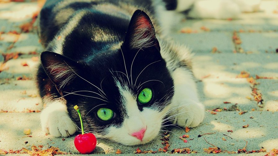 №53320 - оригинал