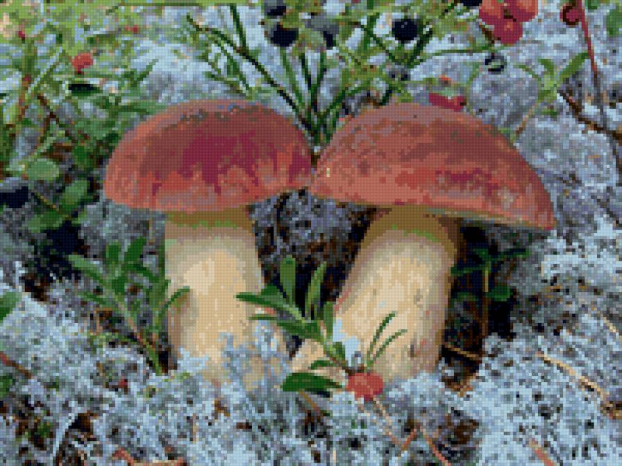 боровички - щедрая осень, грибная пора - предпросмотр