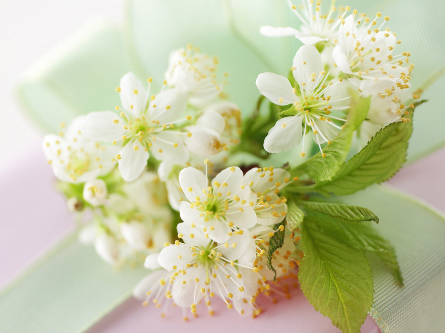 яблоневый цвет - цветы, ветка, цветы яблони - оригинал