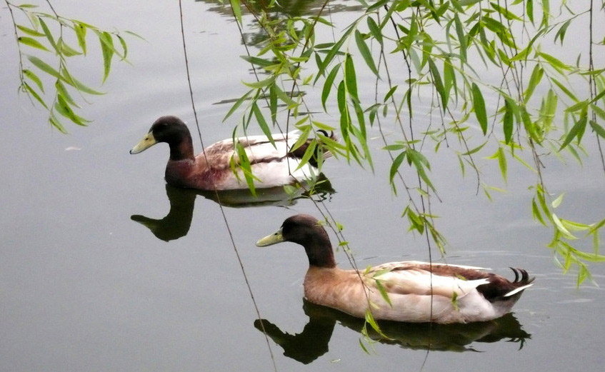 На воде - озеро, животные, природа, птицы - оригинал