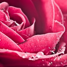 Схема вышивки «роза»