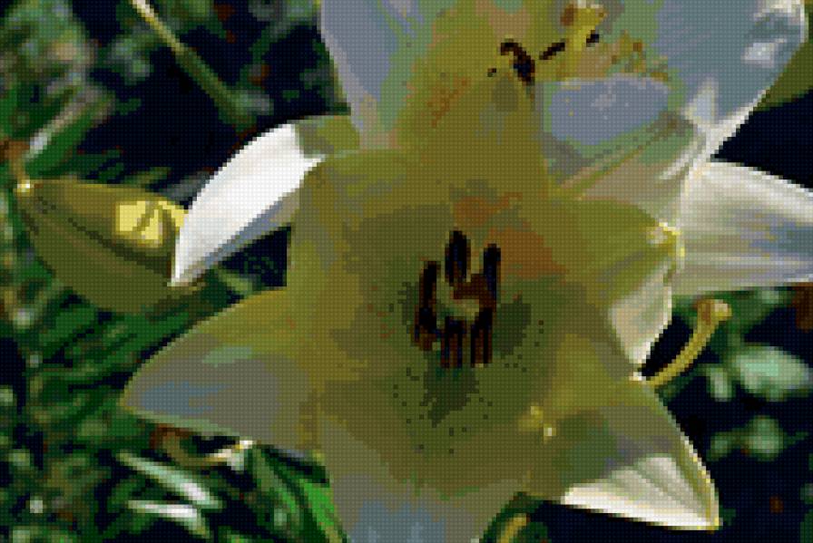 лилия - предпросмотр