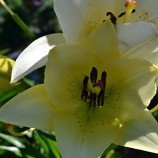 Схема вышивки «лилия»