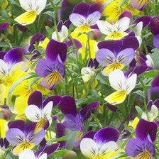 Схема вышивки «фиалки»