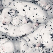 Схема вышивки «щенки»