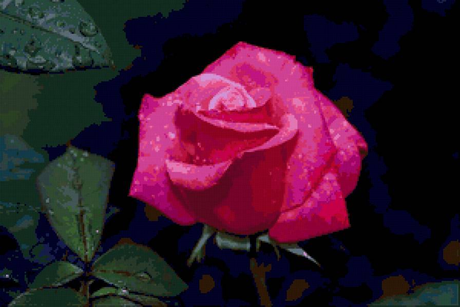 роза - розы, цветы, цветок, роза, капли - предпросмотр