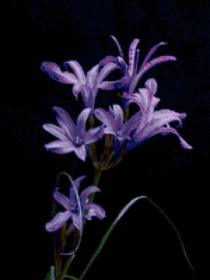 №54370 - на черном, цветы - предпросмотр