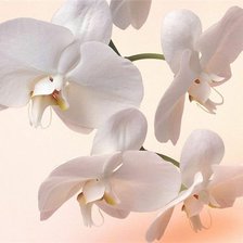 Схема вышивки «орхидея»