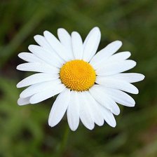 Схема вышивки «ромашка»