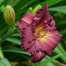 Схема вышивки «№54395»