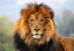 лев - лев, звери, животные - оригинал