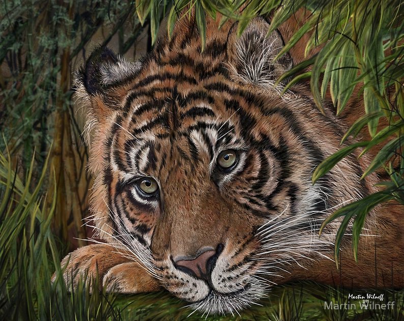 тигр - животные, кошки, тигры, картина, хищники - оригинал