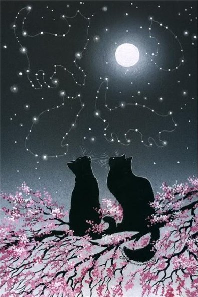 кошки - романтика, картина, звезды, ночь, животные, кошечки - оригинал