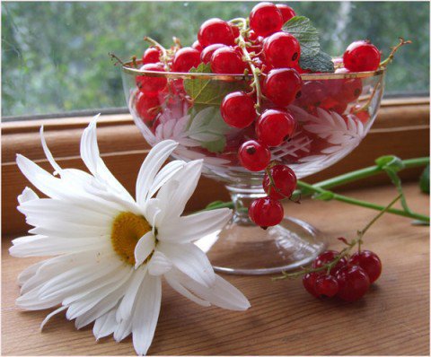Ромашка и смородина - натюрморт, ягода, ягодки, ромашка, смородина, ромашки - оригинал