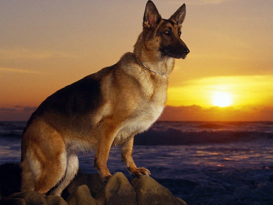 ночной дозор - животные, собаки - оригинал