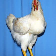 Схема вышивки «кур»