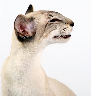 оричек - кошки - оригинал