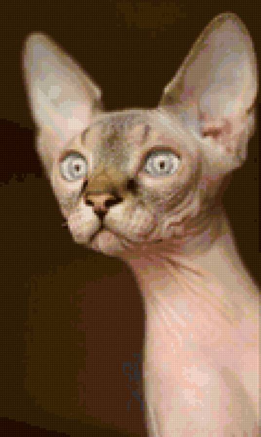 канадка - кошки - предпросмотр