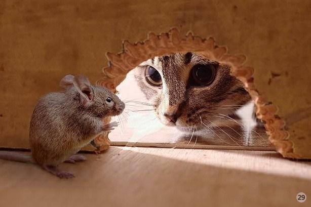 Непрошенный гость - мышь, кот - оригинал