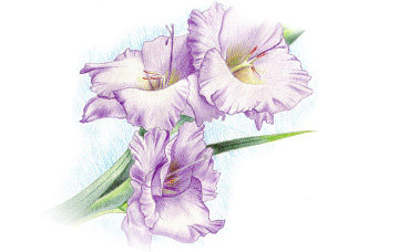 цветок - цветы - оригинал