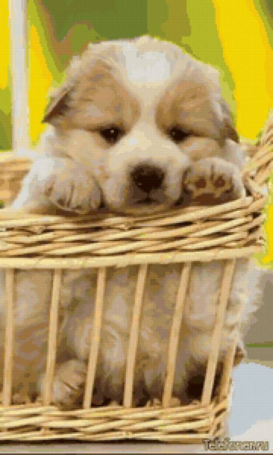 В коризинке - животные - предпросмотр