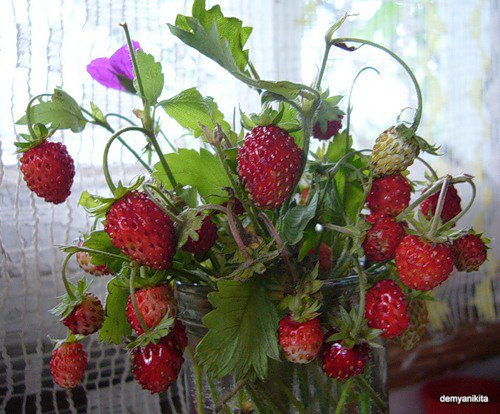 летне-ягодный букет - земляника, ягоды, лето, окно, клубника, букет - оригинал