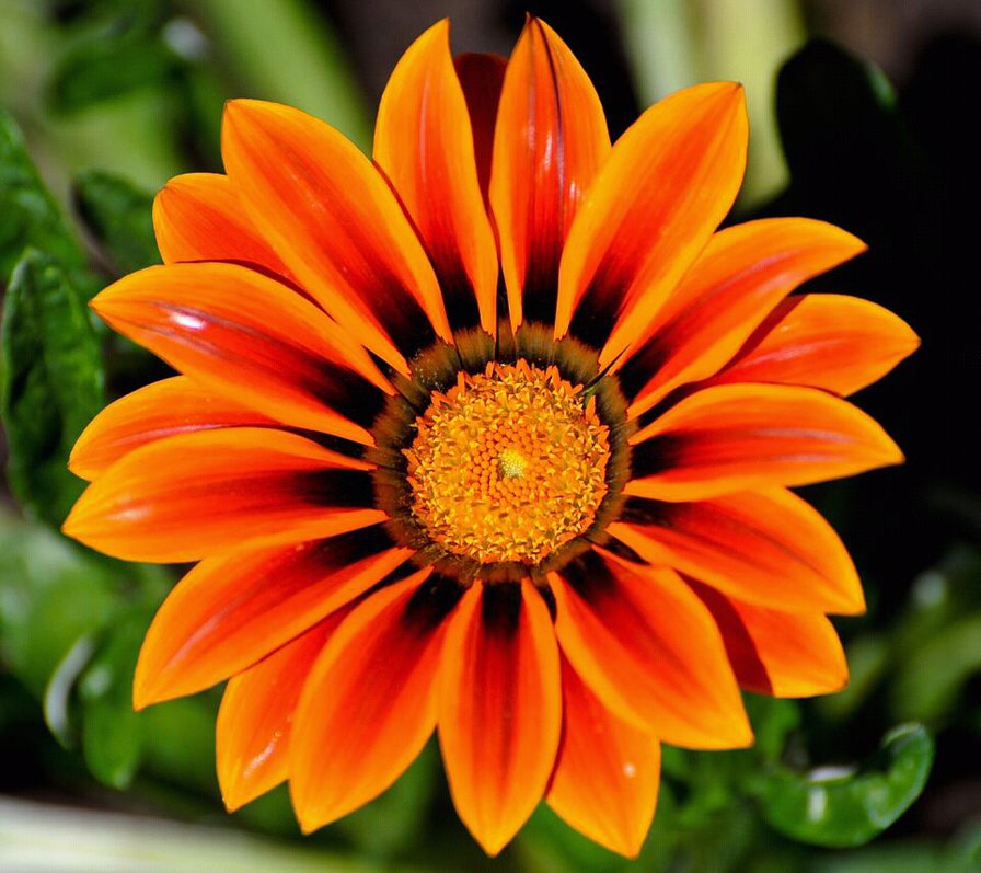 оранжевая красота - цветы - оригинал