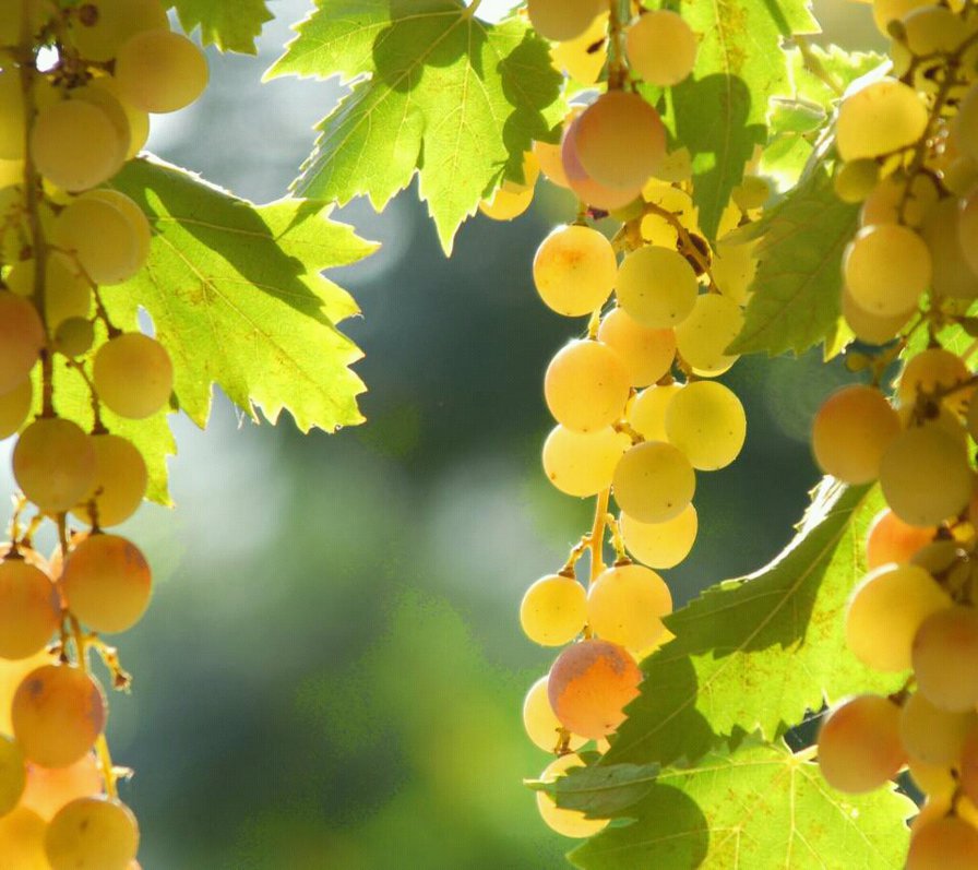 Сочный виноград - ягоды, фрукты - оригинал