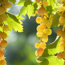 Схема вышивки «Сочный виноград»