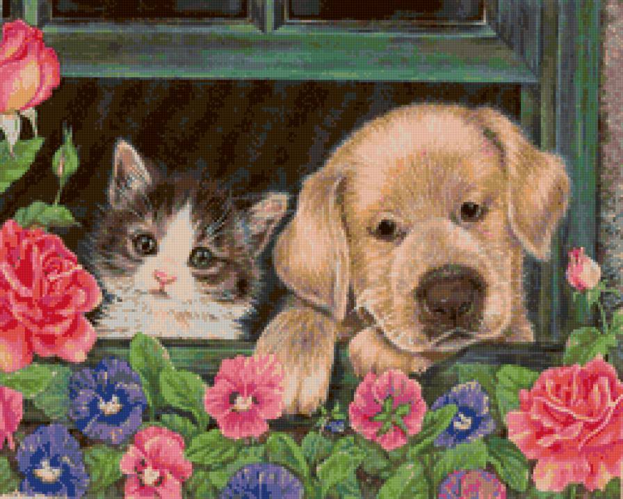 Два друга - друзья, цветы, котенок, окно, собака, животные, дружба - предпросмотр