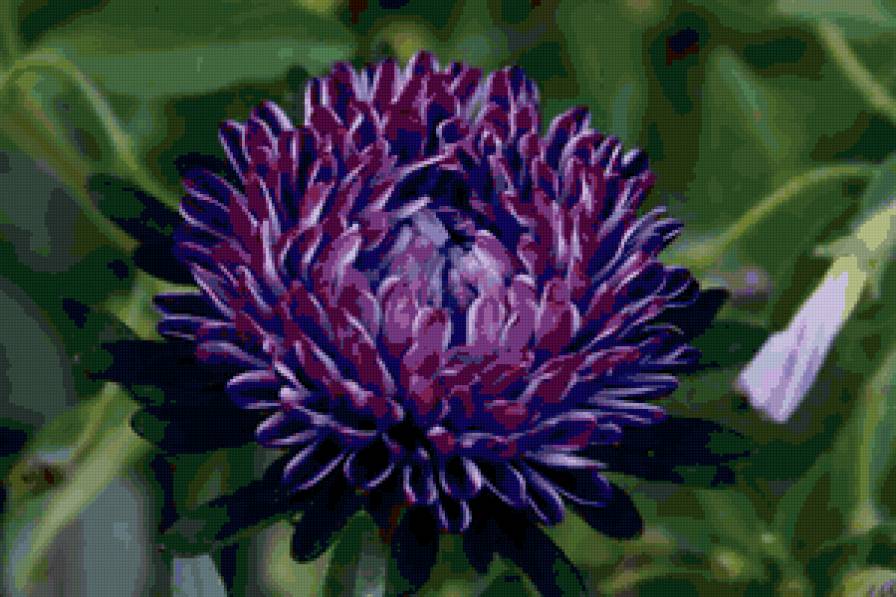 Астра - цветы, природа, подушка - предпросмотр