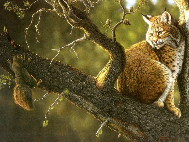 рысь и белка - животные, дикие кошки - оригинал