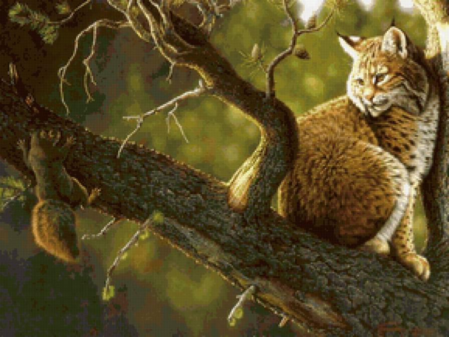 рысь и белка - дикие кошки, животные - предпросмотр