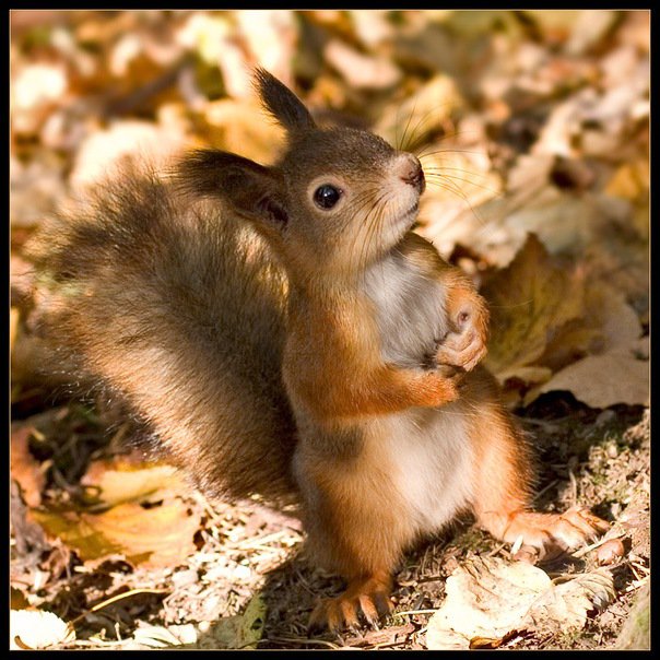 белка - белки, в парке - оригинал